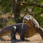 【新聞脈搏】世上最大蜥蝪科莫多龍因何被捕獵者看上了？印尼決定關閉棲息地，2021且看成效。