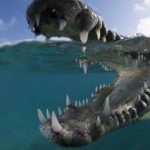 【新聞脈搏】你能想像怎樣拍得這張「鱷魚之吻」嗎？水底攝影比賽的作品帶我們探索這奇妙的世界