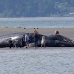 【新聞脈搏】北美太平洋沿岸大量灰鯨擱淺死亡，原因可能是吃不飽？食物鏈的失衡更令人擔憂…