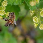 【新聞脈搏】野生蜜蜂採用塑膠廢料築巢，人類製造的污染物去到多遠？