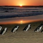 【新聞脈搏】澳洲維多利亞省政府花了30多年，將一個外島還原成一個企鵝天堂…