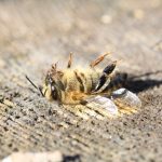 【新聞脈搏】巴西三個月來五億蜜蜂死亡，俄羅斯南非等國同類情況也可能因為「它」？人類食物鏈會不會受到牽連？