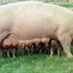 【新聞脈搏】非洲豬瘟衝擊下有人養飼超巨型豬隻！這樣做有違天然？