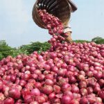 【新聞脈搏】認識洋蔥在印度的地位，就知道近日政府停止出口的原因。莫迪政府這樣做，卻又引起國內外齊加非議！
