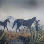 【新聞脈搏】一匹黑馬和一群山羊，如何成為近期加州山火的無名英雄？