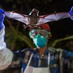 【新聞脈搏】武漢肺炎來勢洶洶，基因圖譜顯示「新型冠狀病毒」與引發SARS 的蝙蝠所帶病毒最相似。為什麼蝙蝠好像是冠狀病毒的儲存庫？全因為牠的幾個特性….