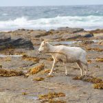 【新聞脈搏】蘇格蘭小島上的綿羊為勢所逼，轉吃海藻！牧羊人走了，她帶著理想隻身前來…