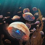 【新聞脈搏】水母身上裝置控制器後能高速潛泳，穿梭珊瑚礁。人類為探索自然而改造生命，未來世界會變成怎樣？
