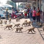 【新聞脈搏】猴子街頭混戰、鹿群闖入古都… 疫情下無人餵飼，動物行為異常