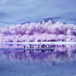 【新聞脈搏】粉紅的樹、紫藍的天、灰色的海… 在太平洋的平格拉普島(Pingelap)，攝影師發掘色盲患者眼中的奇幻世界