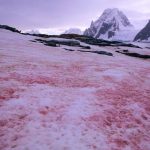 【新聞脈搏】南極近日發現有白雪變成鮮紅一片！「西瓜雪」預警甚麼？