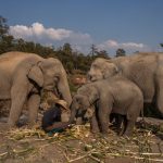 【新聞脈搏】泰國旅遊業受重創，多達2,000頭大象面臨「失業」，當地人無力飼養，有更好的方法安置這些大象嗎？