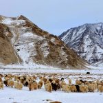 【新聞脈搏】氣候變化、局勢緊張，喀什米爾牧民前路難行，Cashmere羊毛生產何去何從？
