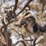 【新聞脈搏】甚麼是「掉落熊」（Drop Bear）？這種澳洲傳說中的神秘動物是真是假⋯⋯