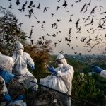 【新聞脈搏】泰國的蝙蝠洞長期吸引遊客、朝聖者和肥料公司，在這裏，人們的生計與蝙蝠連成一起……
