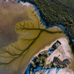 【新聞脈搏】澳洲卡科拉湖（Lake Cakora）出現了「生命之樹」，鏡頭下的大自然傑作，令人驚嘆……