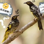 【新聞脈搏】鳥兒失「鳴」── 瀕危的澳洲王吸蜜鳥（Regent Honeyeater），連求偶的「情歌」也即將失傳？科學家如何保存這些天籟之音？