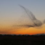 【新聞脈搏】令科學家迷惑自然奇觀：椋鳥「群飛」，成千上萬鳥兒列隊飛翔，是互相保護、抱團取暖，還是有其他原因？