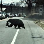 【新聞脈搏】母熊帶著4頭頑皮小熊過馬路，場面窩心，眾多父母感同身受⋯⋯