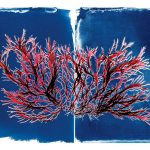 【新聞脈搏】海藻對氣候變化擁有神奇的力量。它生長迅速、卻可吸收大量二氧化碳，科學家還發現了它有另一種功效⋯⋯