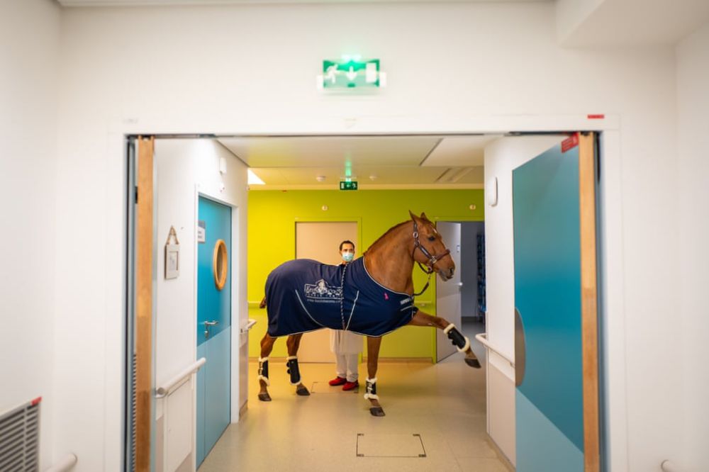Peyo提起腳示意牠想探訪哪個房間的病人。© Jeremy Lempin/Divergence