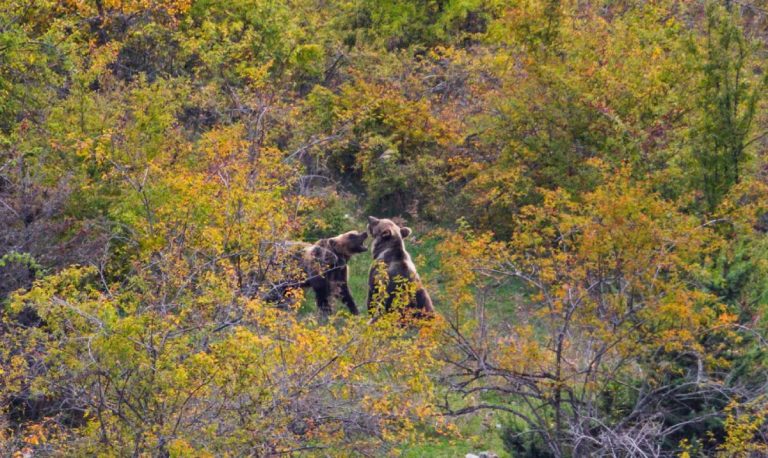 位於意大利中部的山城Pettorano sul Gizio，400居民學習與棕熊和睦共處。（圖片來源：Antonio Monaco/Rewilding Apennines）